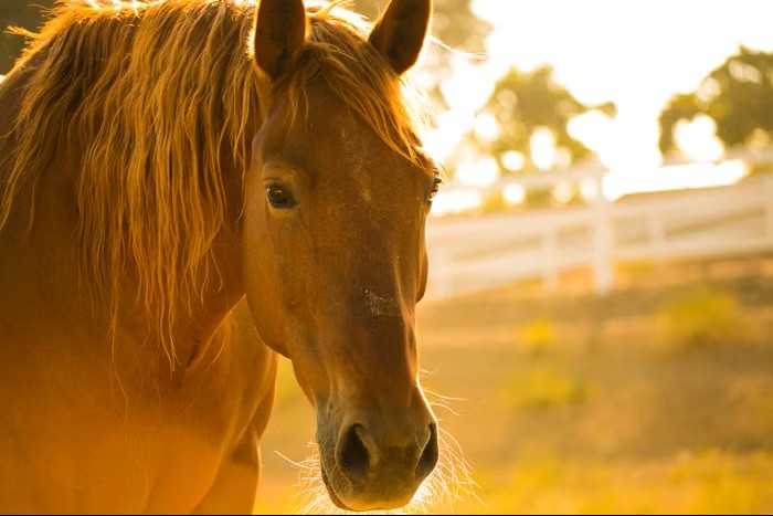 Brown horse in natural setting
